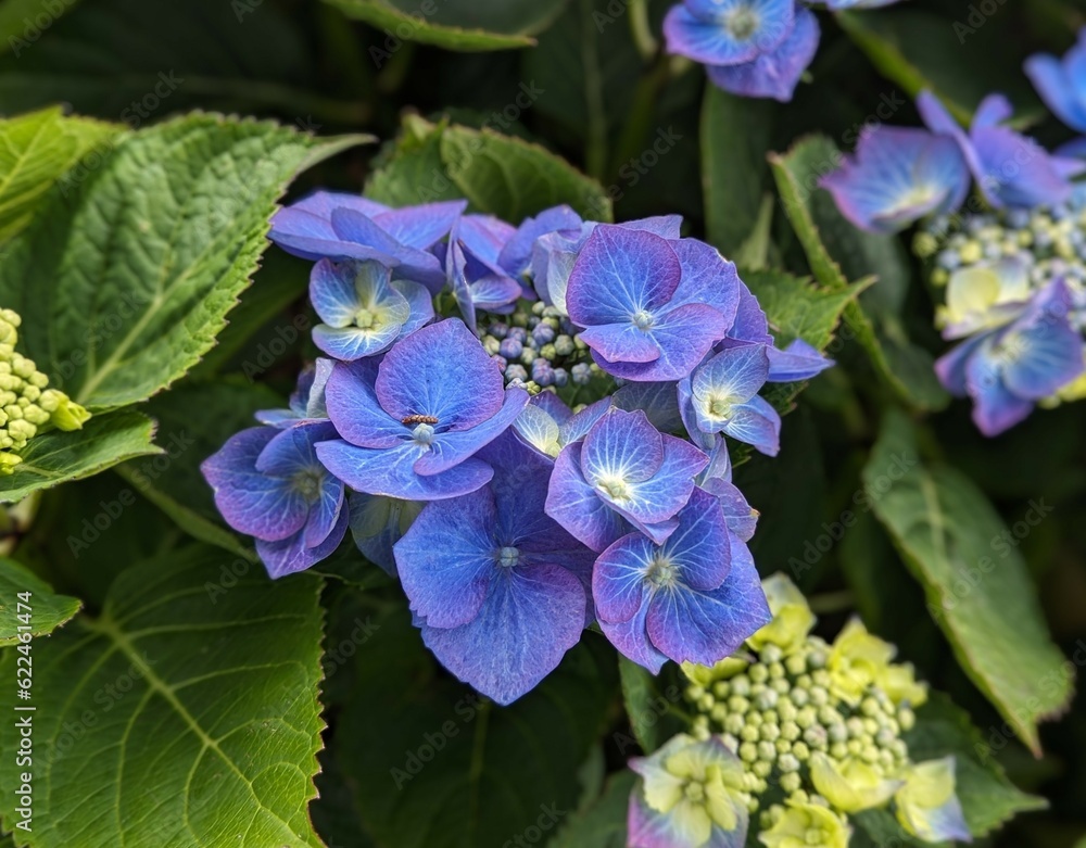 close up of bright purple french hydrangea flowering plant