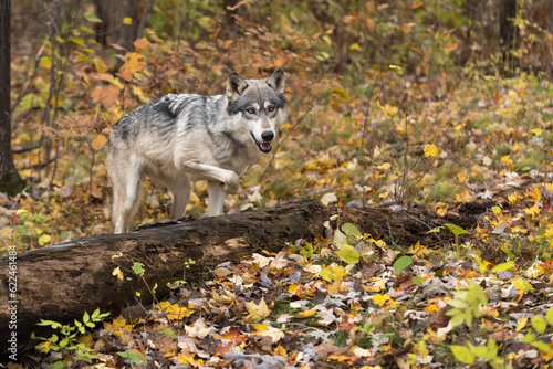 Grey Wolf (Canis lupus) Steps Over Log Autumn
