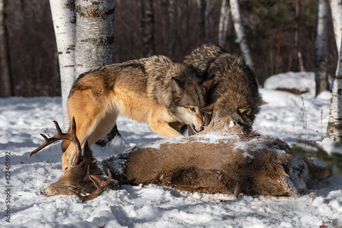 Grey Wolf (Canis lupus) Snarls at Packmate With Head in Deer Carcass Winter © geoffkuchera