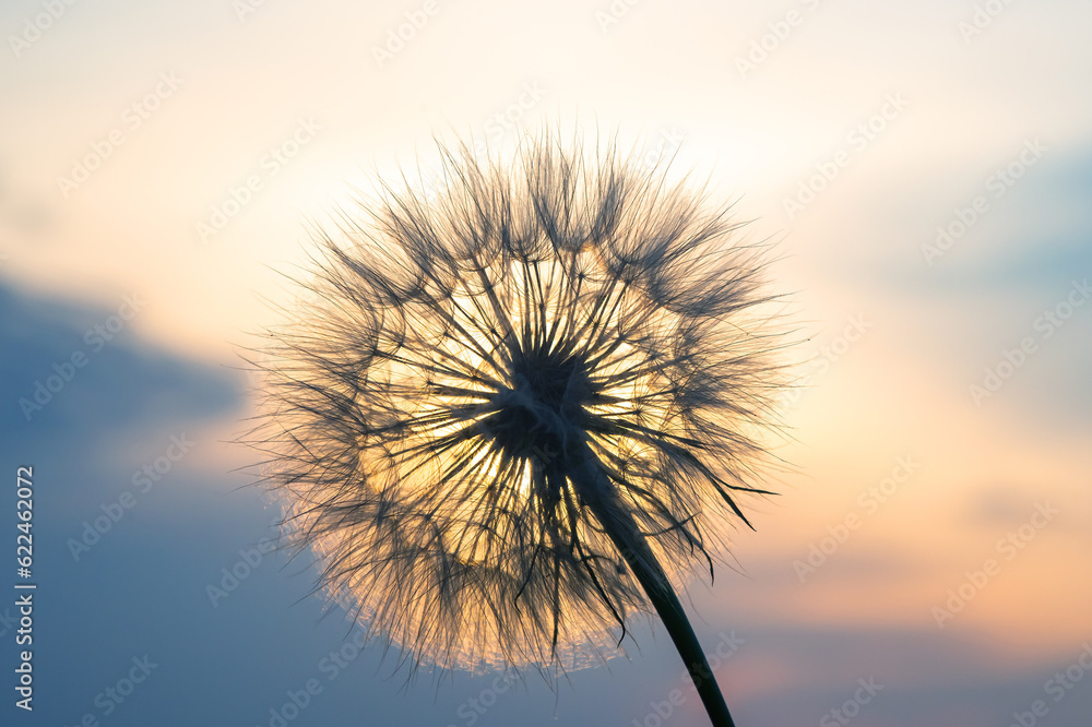dandelion on the background of the setting sun. Nature and floral botany