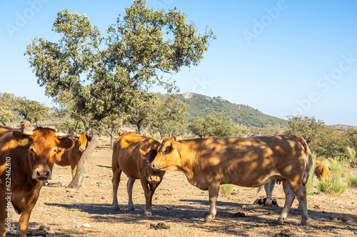 Primer plano de un rebaño de vacas en la sombra de una encina en una calurosa tarde de verano. photo