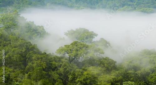 majestic amazon forest with mist in high resolution and sharpness. Amazon of Brazil, Colombia, Ecuador
