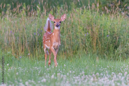 white tailed deer baby in early summer