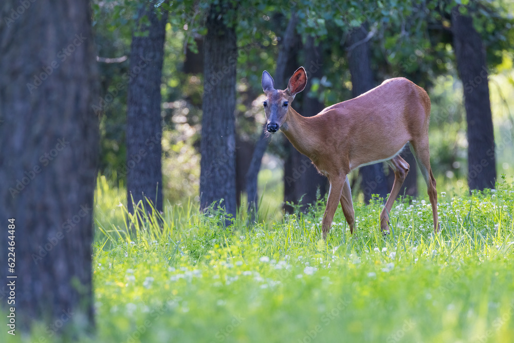 white tailed deer doe in summer white tailed deer doe in summer