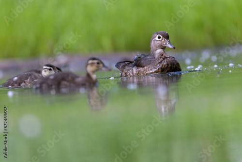 Wood duck mother with babies © Mircea Costina