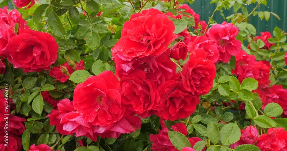 Lushly blooming garden red rose bush in drops of water. A beautiful scarlet rose bloomed luxuriantly in the summer in the garden. After a summer rain, drops of water remained on rose petals. Lushly blooming garden red rose bush in drops of water. A beautiful scarlet rose bloomed luxuriantly in the summer in the garden. After a summer rain, drops of water remained on rose petals.