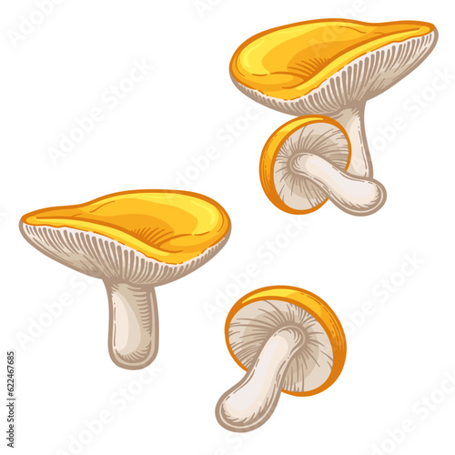 Russula mushrooms. Vector illustration of yellow russula isolated on white background.