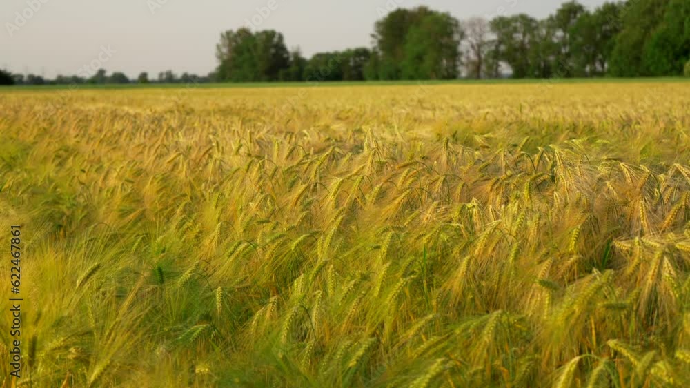 Fresh ears of young green wheat in a spring field. Agricultural scene. Agricultural production and cultivation in Germany. Field of young grain wheat at sunset in Europe. Unripe green wheat. Fresh ears of young green wheat in a spring field. Agricultural scene. Agricultural production and cultivation in Germany. Field of young grain wheat at sunset in Europe. Unripe green wheat.