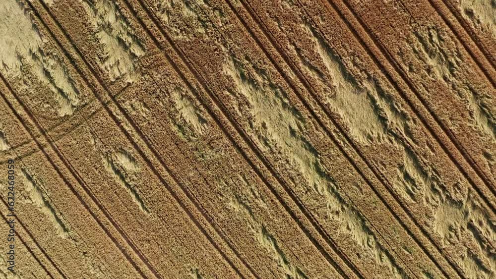a big wheat field from far above 4k 30fps video a big wheat field from far above 4k 30fps video