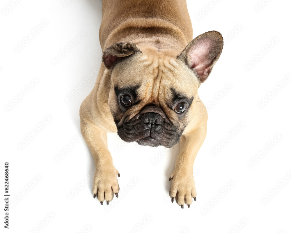 Obraz premium Cute French bulldog on white background, closeup