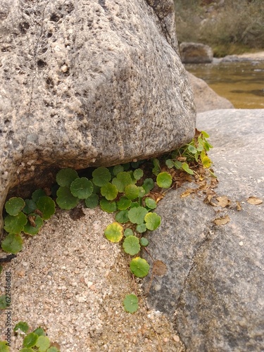 Clover growing on the river rocks