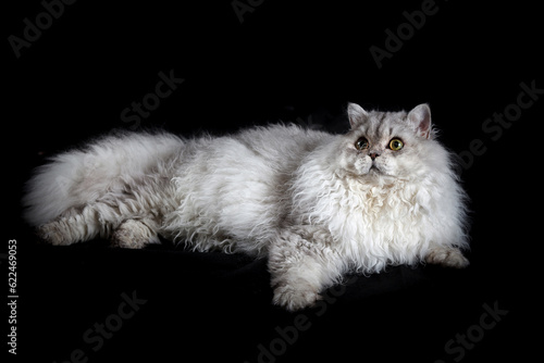 Schilderij op canvas white cat on black