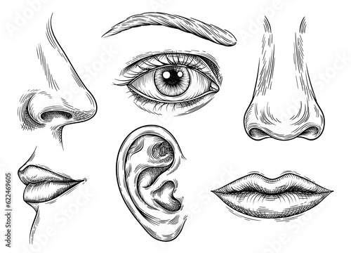 Set of human face parts. Human anatomy organs of smell and taste, hearing and vision. Sketch with eyes, lips and mouth, nose and ear. Linear flat vector collection isolated on white background photo