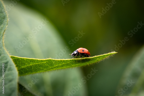 ladybug on a leaf of soybean 