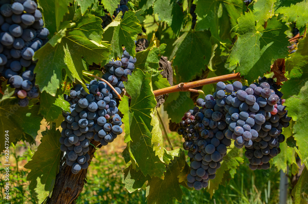 blue grapes from an Italian plantation 