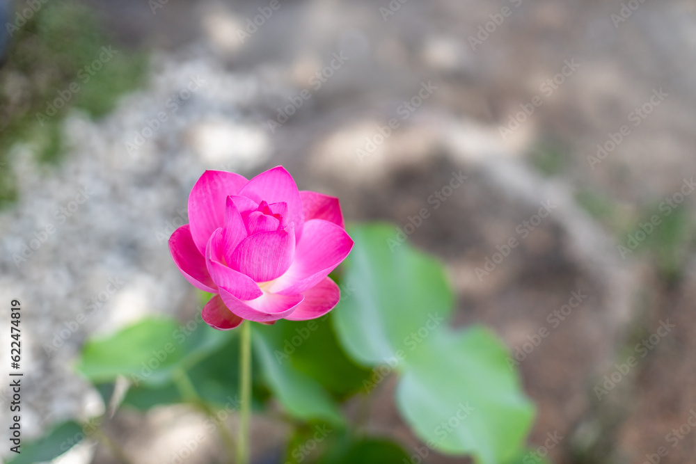 Close-up natural background view of colorful flowers (lotus) in sunlight and naturally wilted leaves. Close-up natural background view of colorful flowers (lotus) in sunlight and naturally wilted leaves.