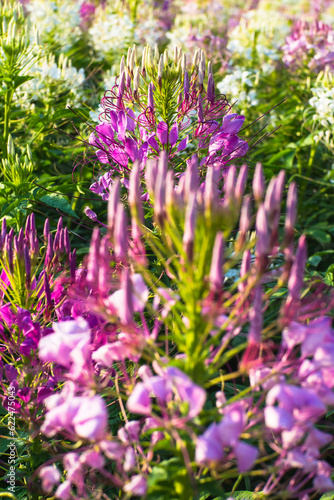 Beautiful colorful flowers in close up and colorful blurred background and bright morning light. 