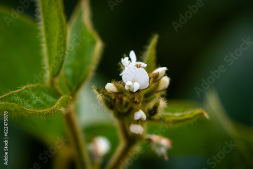 White soybean flower © Valerii
