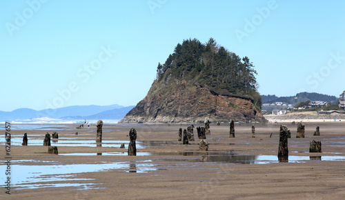 Schilderij op canvas Along the Oregon Coast: Neskowin Ghost Forest on Newskowin Beach - remains of ancient sitka spruce trees sunk under the water after an earthquake 2000 years ago