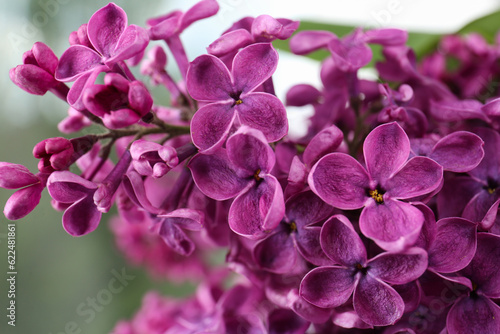 Closeup view of beautiful lilac flowers on blurred background