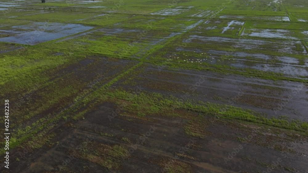 Birds fly over a flooded rice field and the drone follows them Birds fly over a flooded rice field and the drone follows them