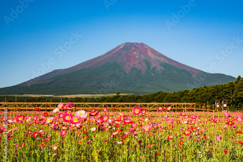 花の都公園から富士山とポピー © 文明 金本