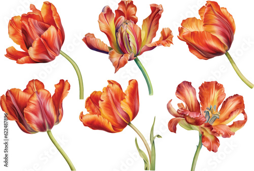 Set vector watercolor tulips on isolated white background, botanical vector illustration in watercolor #622487896