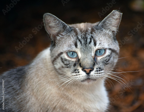 Portrait of a stay gray and white cat with blue eyes.