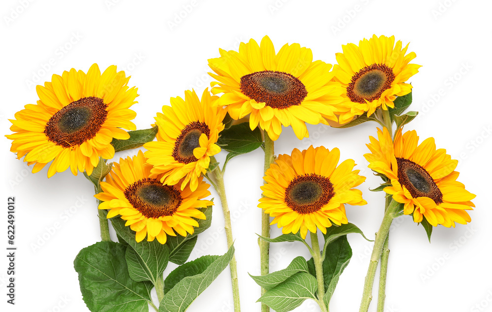 Beautiful sunflowers on white background Beautiful sunflowers on white background