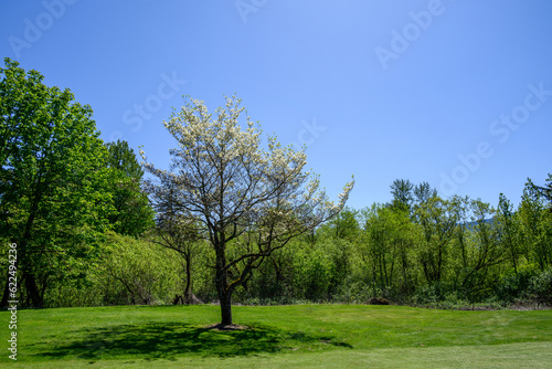 Fresh air on a sunny day, ornamental tree with white flowers blooming against a green hedge and blue sky, as a nature background 