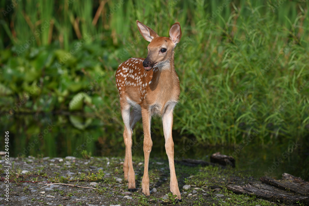 A cute baby white tailed deer fawn explores a marsh during a recent heat wave A cute baby white tailed deer fawn explores a marsh during a recent heat wave