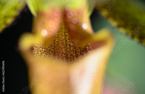 Close up of Paphiopedilum Enchanting Knight Orchid Flower © Anna Hoychuk