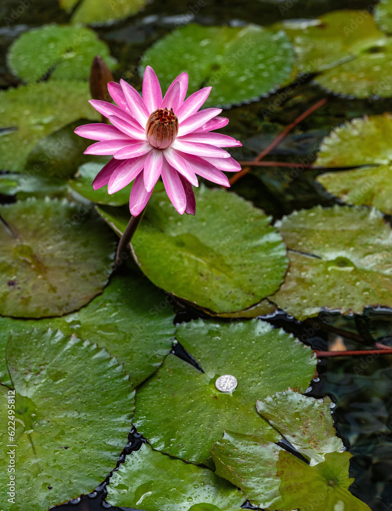 Pink Water Lily with Green Lily Pads. Pink Water Lily with Green Lily Pads.