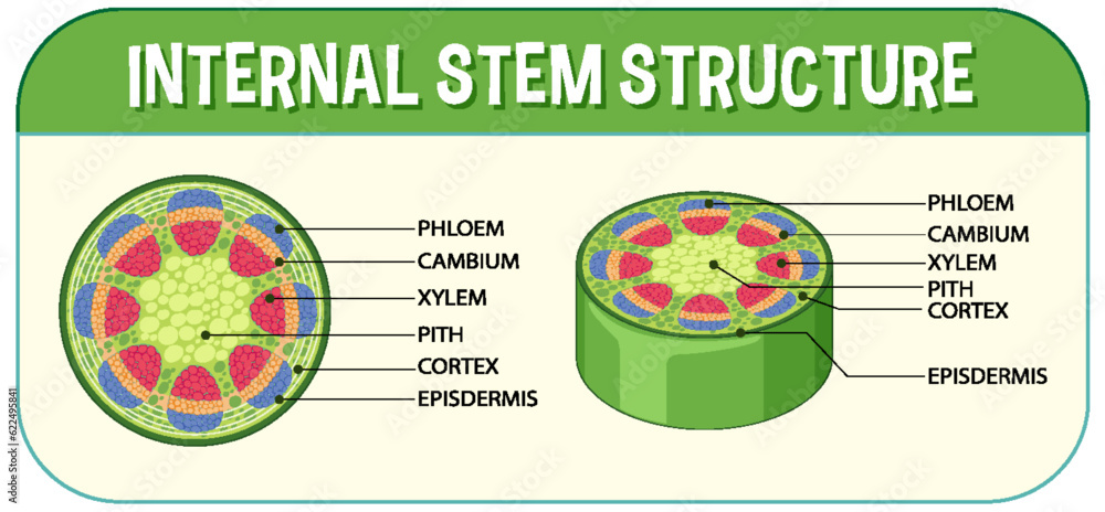 Internal structure of stem diagram Stock Vector | Adobe Stock