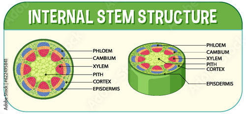 Internal structure of stem diagram