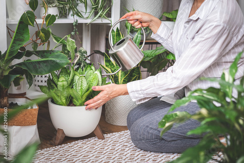 A young woman is watering and caring for a houseplant Banana and sansiveria.