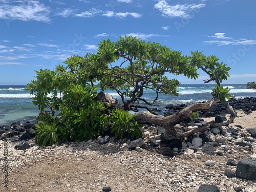 tree growing from the rocky sand on a beach