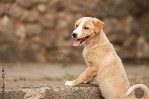 cute puppy portrait. dog smiling. Pet in nature