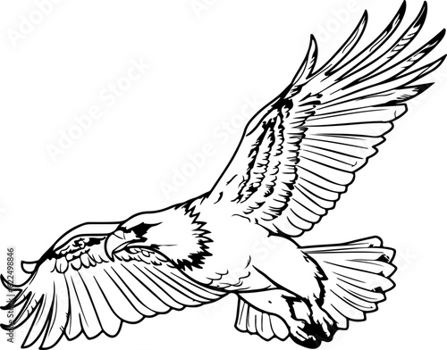 Handdrawn eagle drawing outline