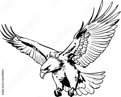 Handdrawn eagle drawing outline