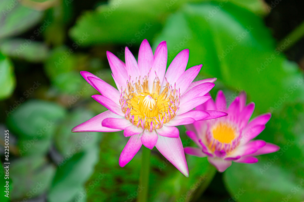 pink lotus flower