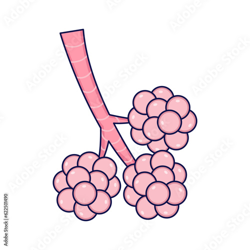 Alveoli vector illustration. Part of the human respiratory system. Flat design