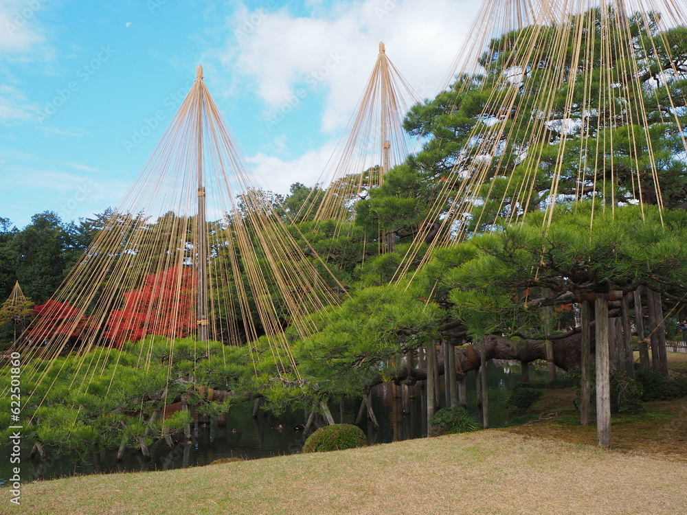 Obraz premium 金沢の雪吊り 兼六園