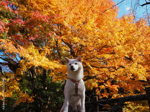 紅葉と白い犬