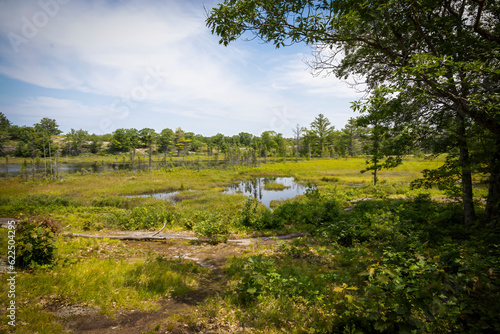 A view of a marshy lake in the Torrance Barrens Dark Sky Preserve near Gravenhurst, Ontario during a hot summer day. photo