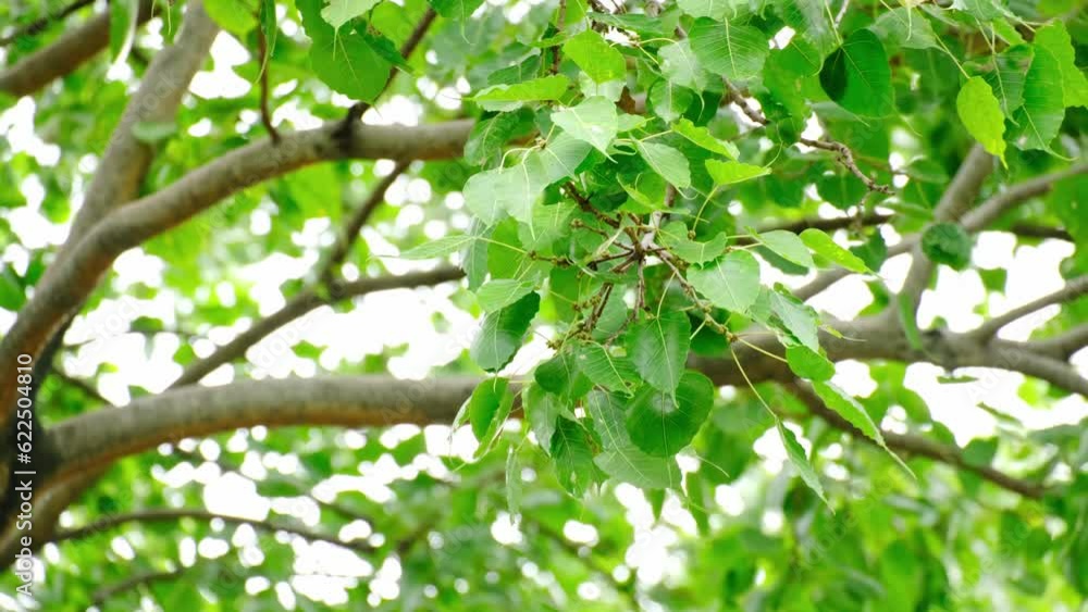 the wind blows leaves in the green forest Demonstrate the concept of conservation of ecosystems and nature. air pollution and save the planet the wind blows leaves in the green forest Demonstrate the concept of conservation of ecosystems and nature. air pollution and save the planet