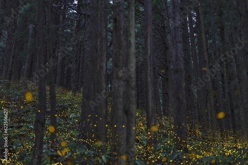 Japanese firefly or himebotaru or Luciola parvula glowing in Fukumaki  Tottori  Japan 