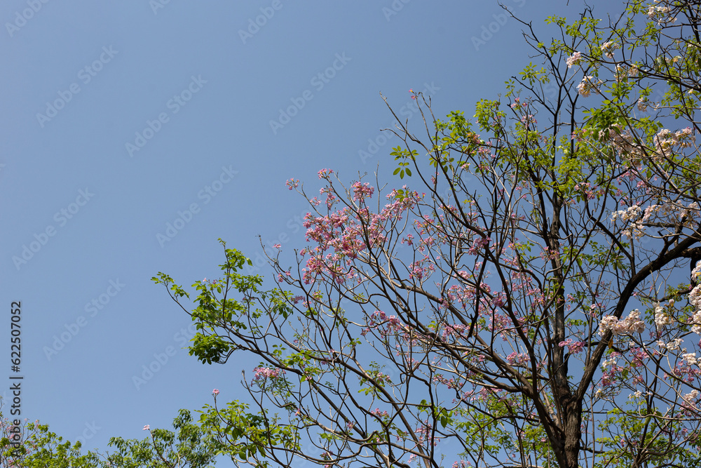 Trumpet Tree, Pink Poui, New World Trumpet, Rosy Trumpet