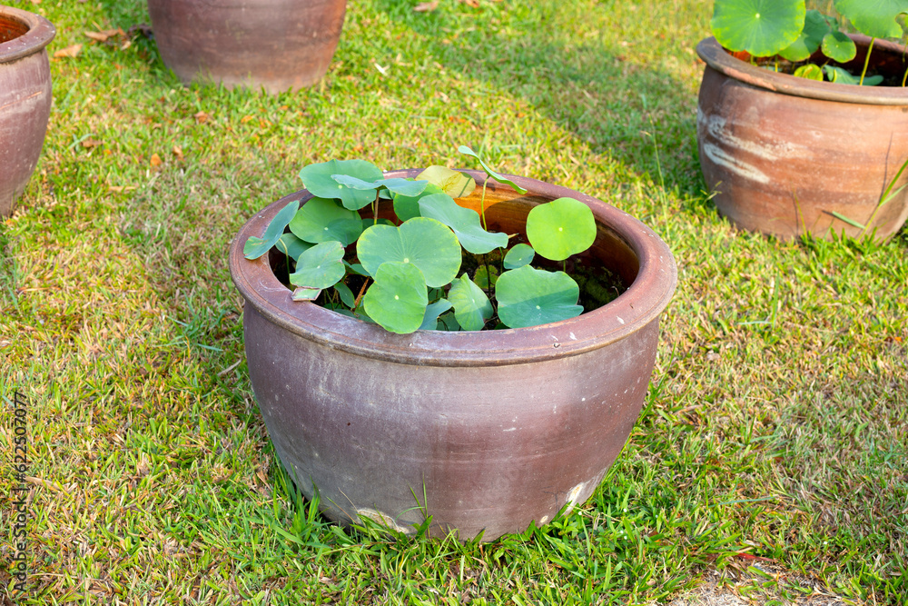 Beautiful water lily. Lotus water plant in a pot Beautiful water lily. Lotus water plant in a pot