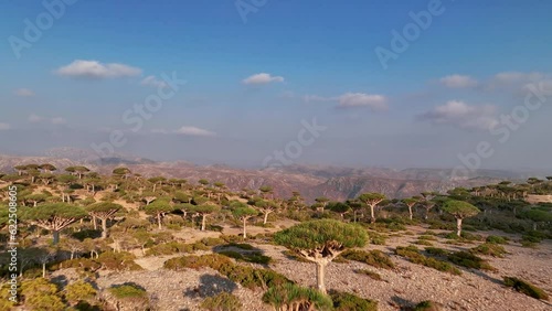 Dense Trees Of Dracaena Cinnabari In Firhmin Forest, Socotra Island, Yemen. Aerial Drone Shot photo